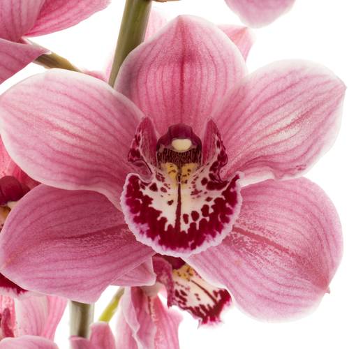 Cymbidium rosa Monica 60cm 9+Blüte