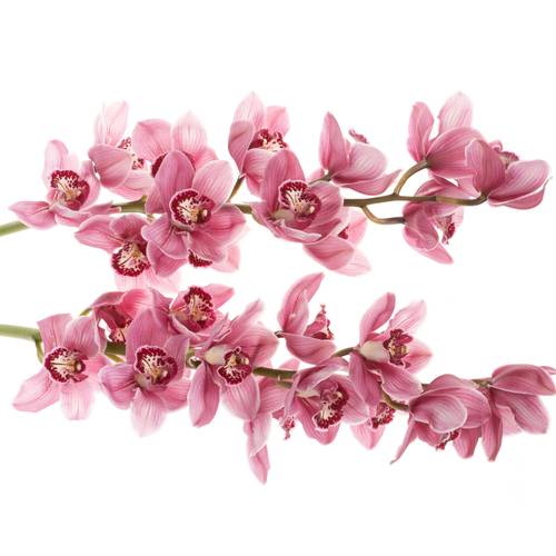 Cymbidium rosa Monica 60cm 9+Blüte