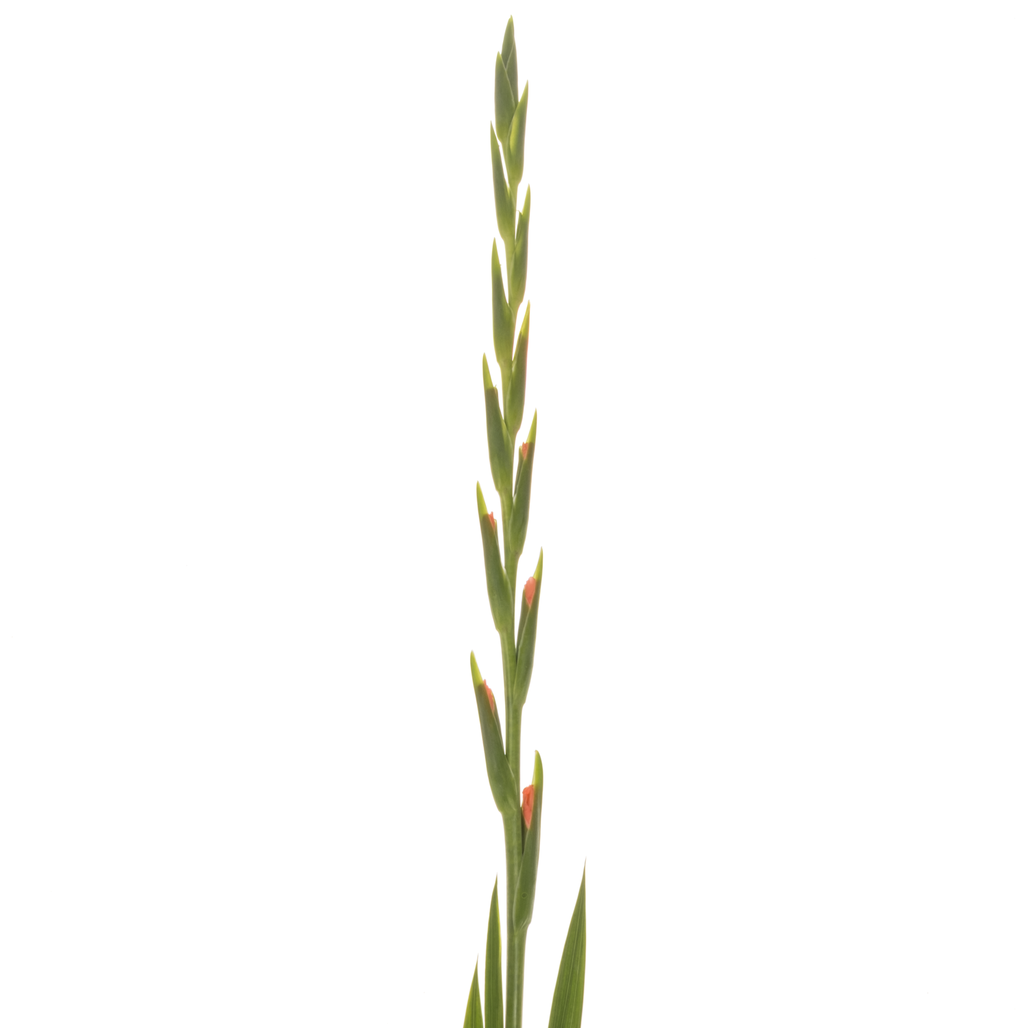 Gladiole lachs New Release 120 cm Extra lang