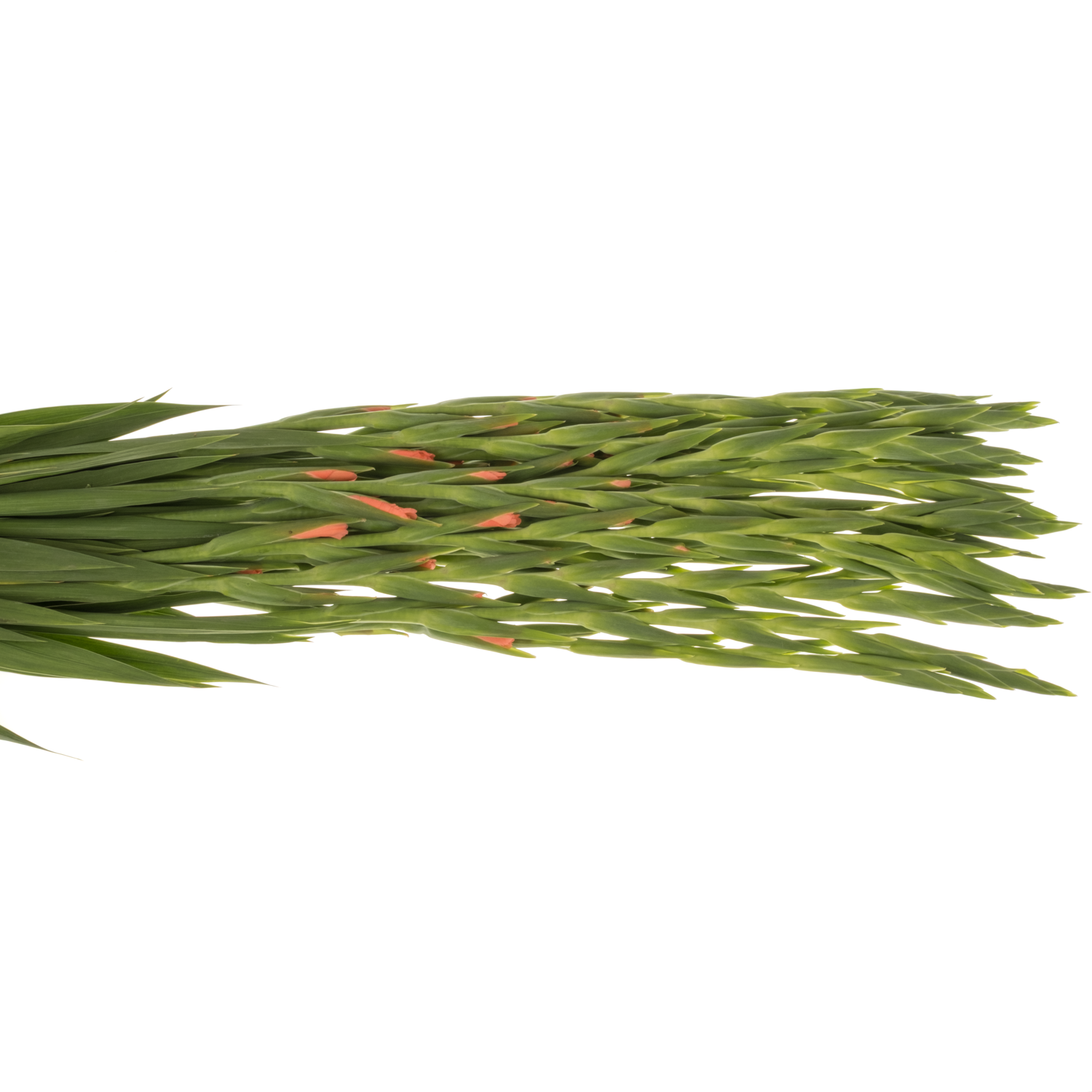Gladiole lachs New Release 120 cm Extra lang