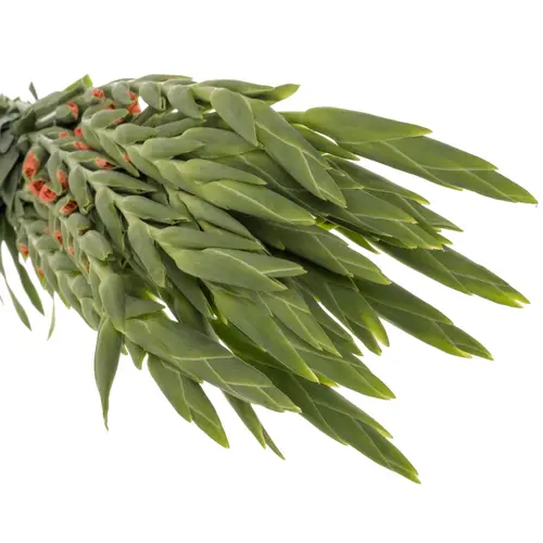 Gladiole lachs New Release 120 cm Extra lang