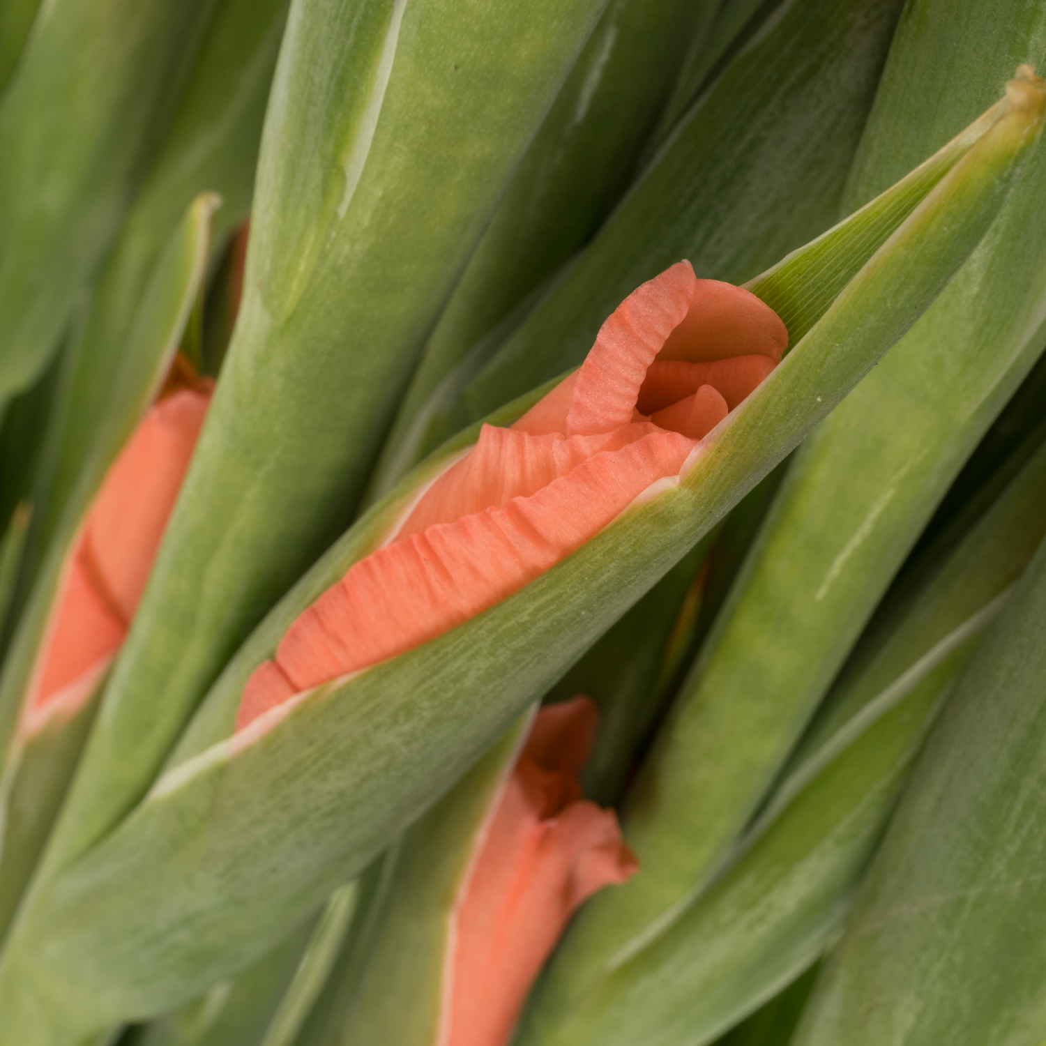 Gladiole lachs New Release 120 cm Extra lang