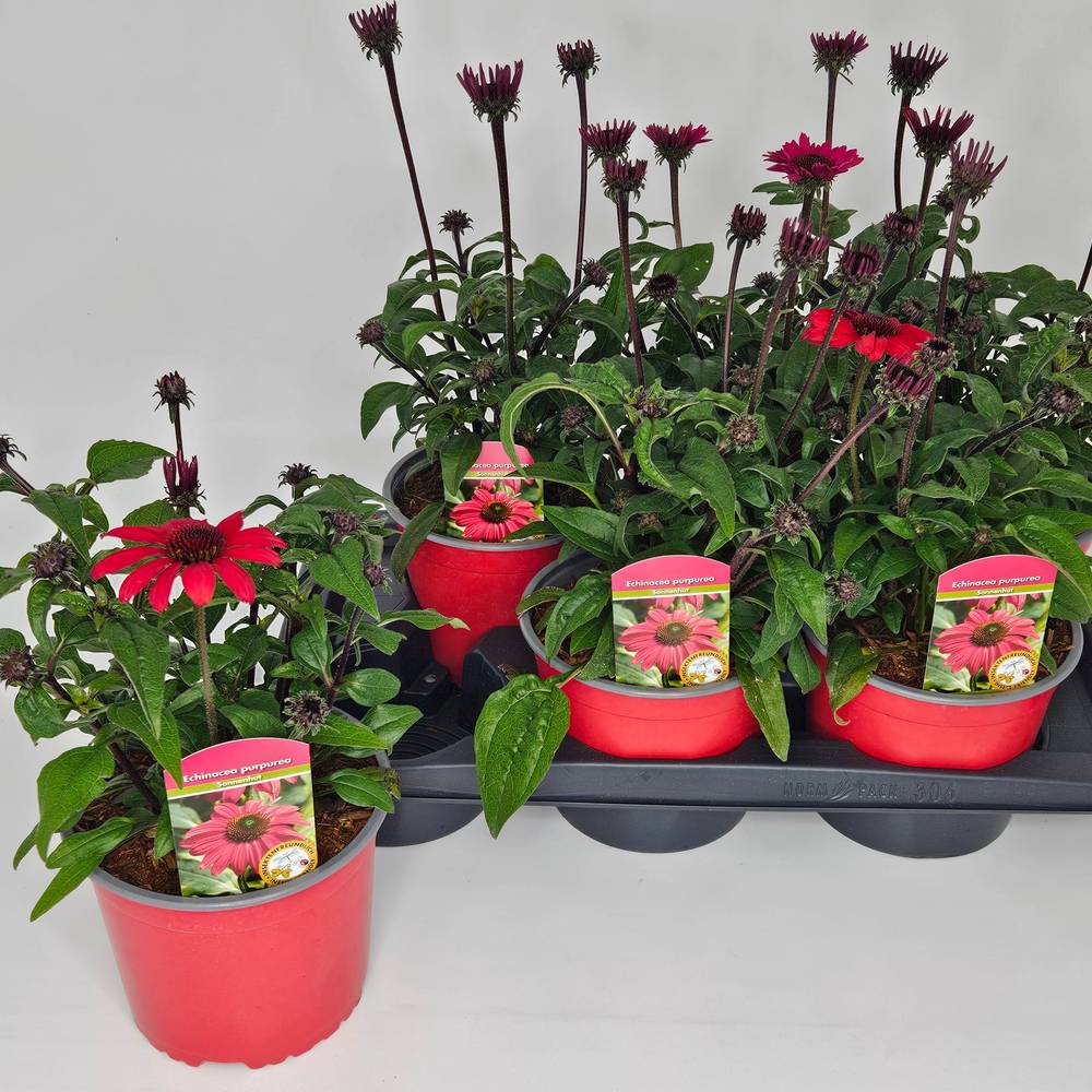Echinacea rot Panama T17 H050