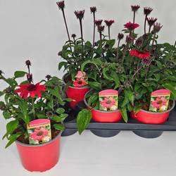 Echinacea rot Panama T17 H050