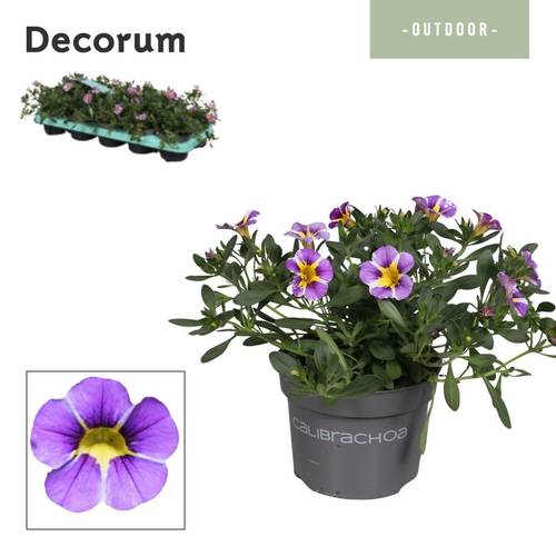 Calibrachoa lila Rave Blue T10,5 H014