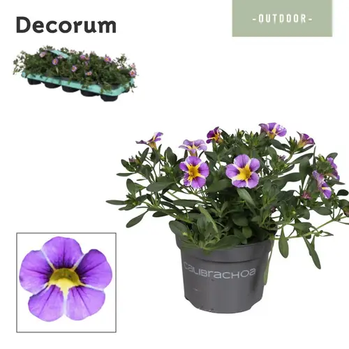 Calibrachoa lila Rave Blue T10,5 H014