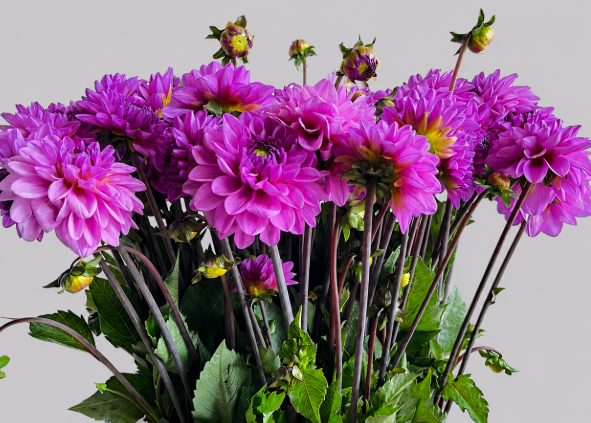 Dahlia lila Toledo 60cm