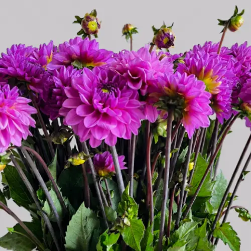 Dahlia lila Toledo 60cm