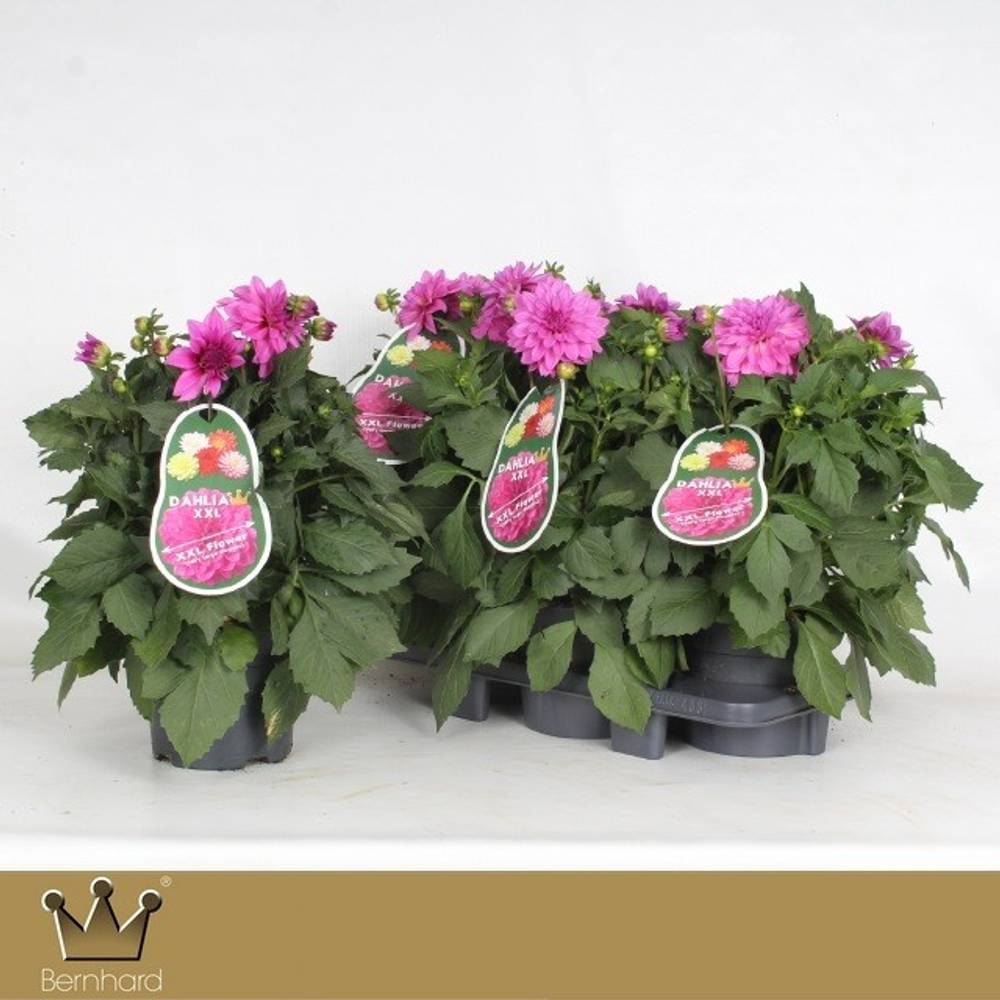 Dahlia lila Aztec T19 H040