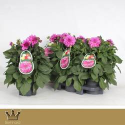 Dahlia lila Aztec T19 H040
