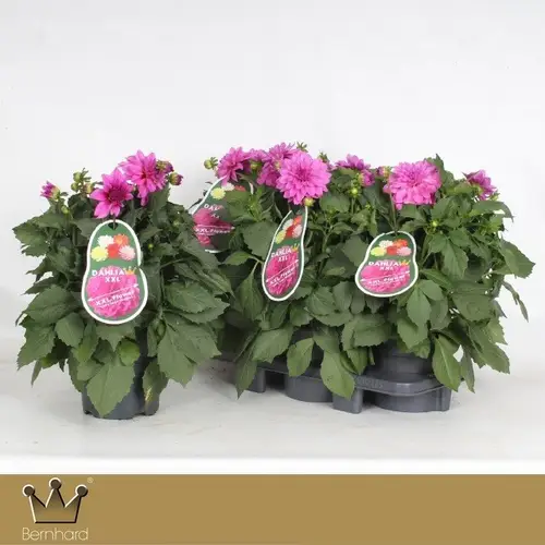 Dahlia lila Aztec T19 H040
