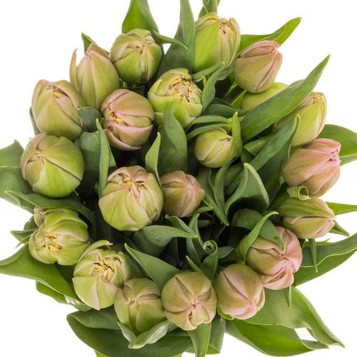 Tulpe rosa doppel Atlanta 36 Gramm