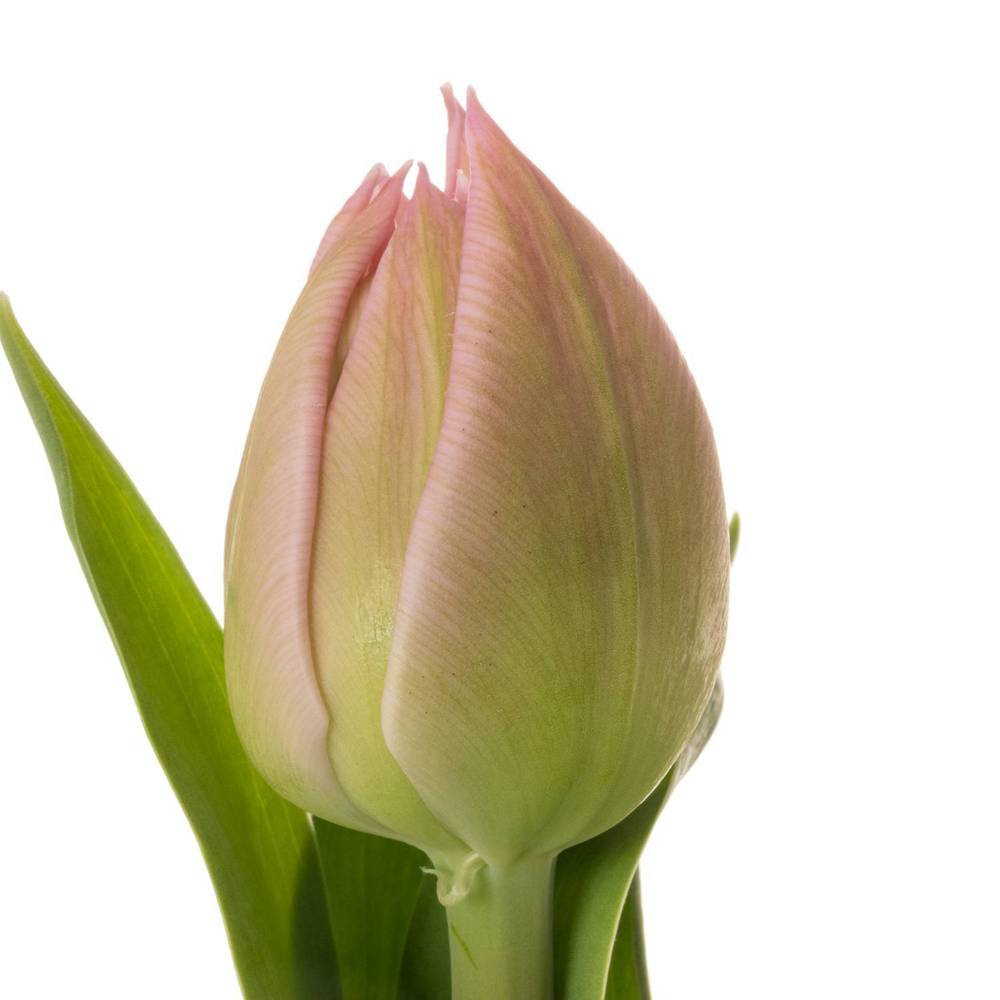 Tulpe rosa doppel Atlanta 36 Gramm