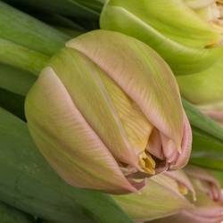 Tulpe rosa doppel Atlanta 36 Gramm