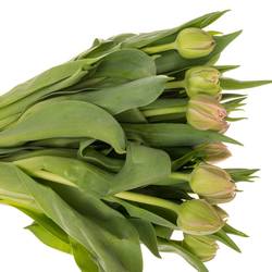 Tulpe rosa doppel Atlanta 36 Gramm