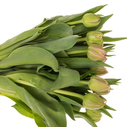 Tulpe rosa doppel Atlanta 36 Gramm