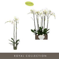 Phal.2-R weiss Diamond T15 H090
