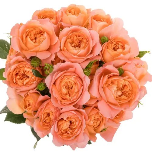 Rose verzweigt aprico Miracle 50cm 4+ 50cm