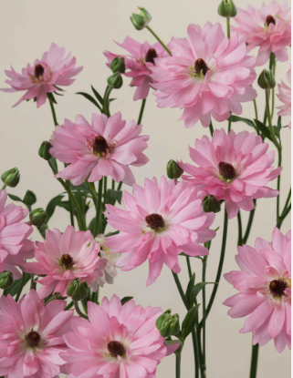 Ranunkel hell rosa Natura Moderna Venus 55cm