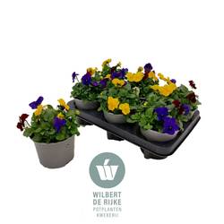 Hornveilchen mix Rio T12 H018