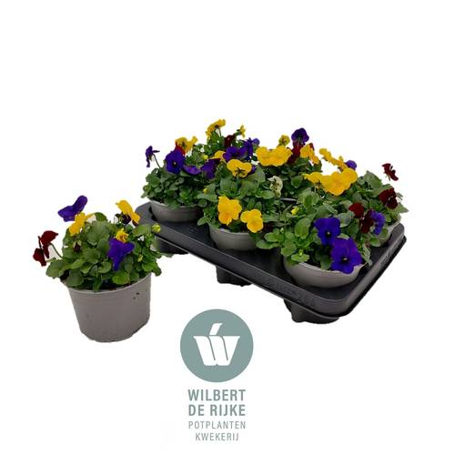 Hornveilchen mix Rio T12 H018