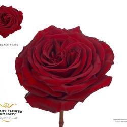 Rose weinrot Premium Black Pearl 50cm