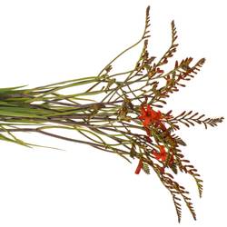 Monbretia rot Lucifer  80cm