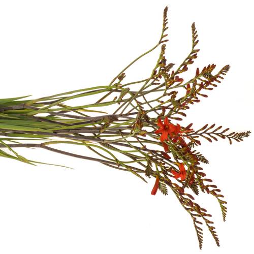 Monbretia rot Lucifer  80cm