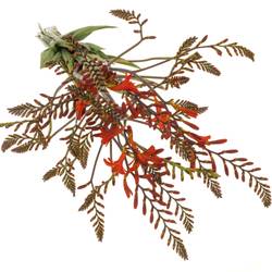Monbretia rot Lucifer  80cm