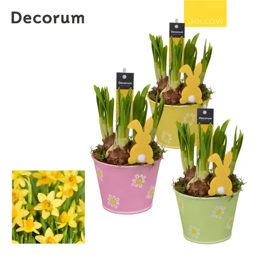 Narzis.Arr mix HL13475 Ostern T10 H016