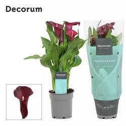Calla bordeaux Royal T12 H35