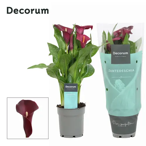 Calla bordeaux Royal T12 H35