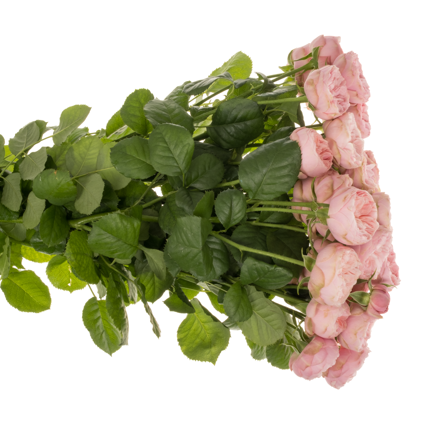 Rose verzweigt rosa Royal Blu Charm 3+Blüte 50cm