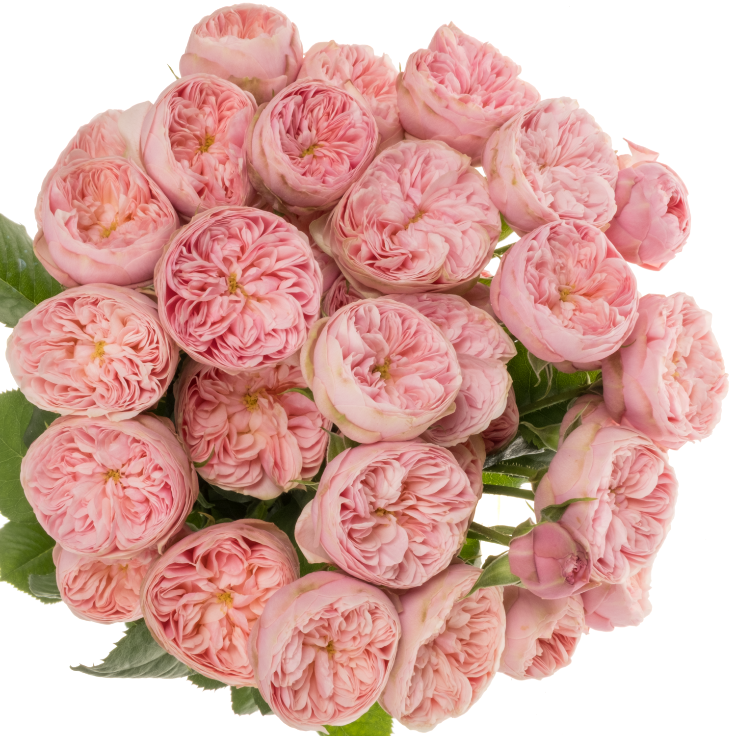 Rose verzweigt rosa Royal Blu Charm 3+Blüte 50cm