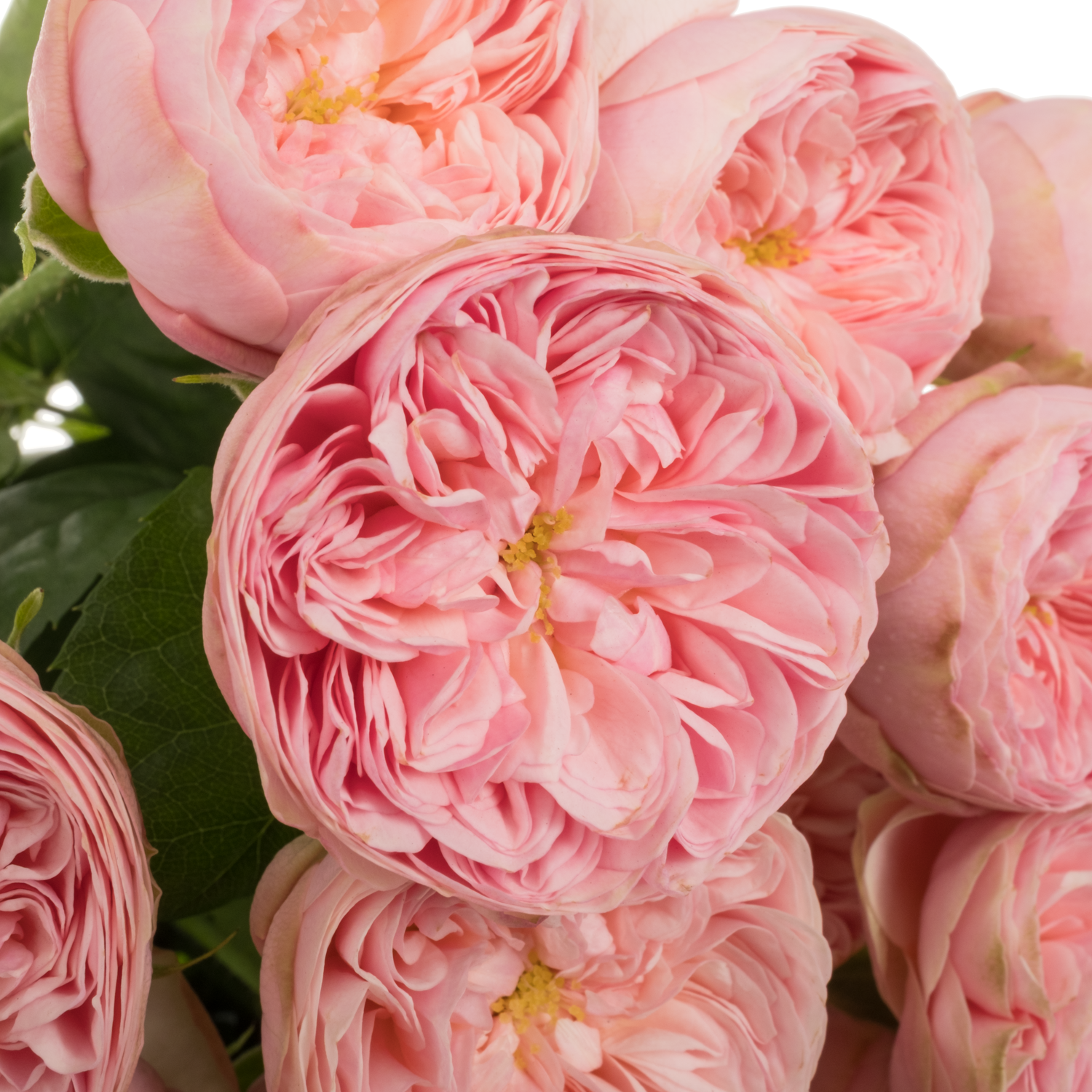 Rose verzweigt rosa Royal Blu Charm 3+Blüte 50cm