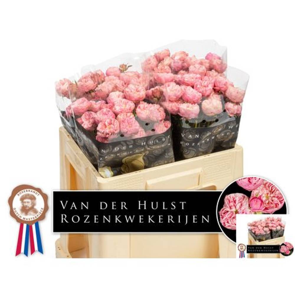 Rose verzweigt rosa Royal Blu Charm 3+Blüte 50cm