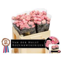 Rose verzweigt rosa Royal Blu Charm 3+Blüte 50cm