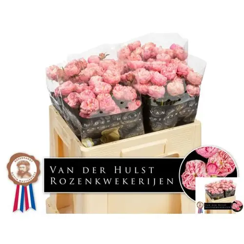 Rose verzweigt rosa Royal Blu Charm 3+Blüte 50cm