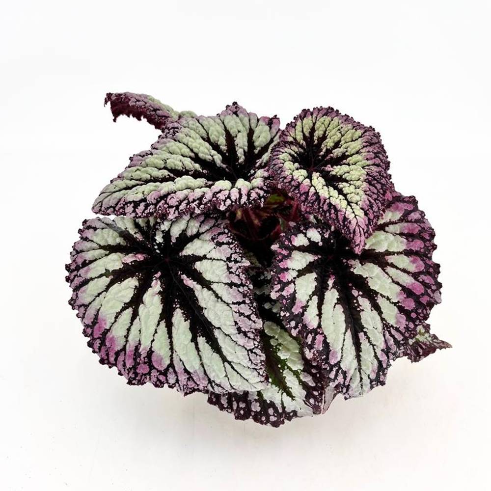 Begonia Rex Hybrid Fireworks T12 H025