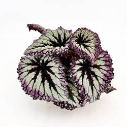 Begonia Rex Hybrid Fireworks T12 H025
