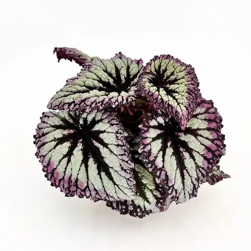 Begonia Rex Hybrid Fireworks T12 H025