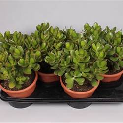 Crassula Ovata T17 H30