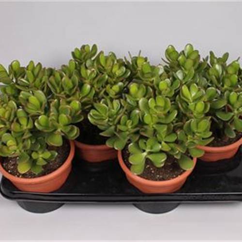 Crassula Ovata T17 H30