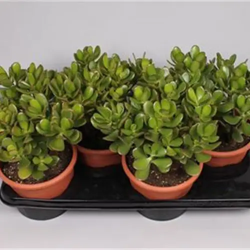 Crassula Ovata T17 H30