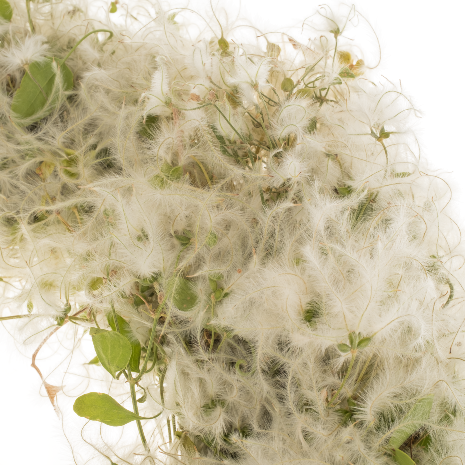 Kranz hell grün Clematis Natur D30cm