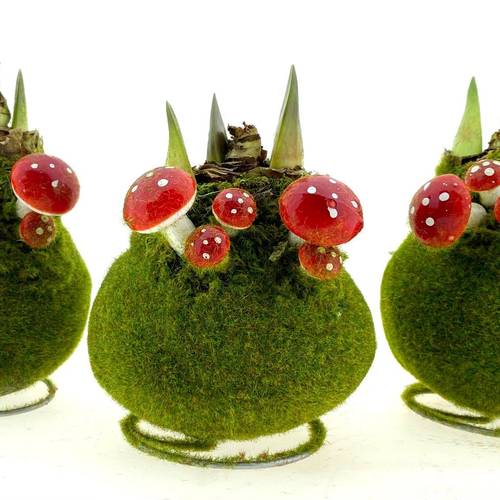 Amar.Bol Wachs Velvet grün +Pilz rote Bl. 32cm H015