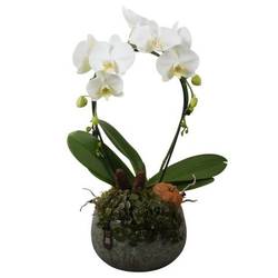 Phal.Arr PTPAE1706 Herbst T23 H061