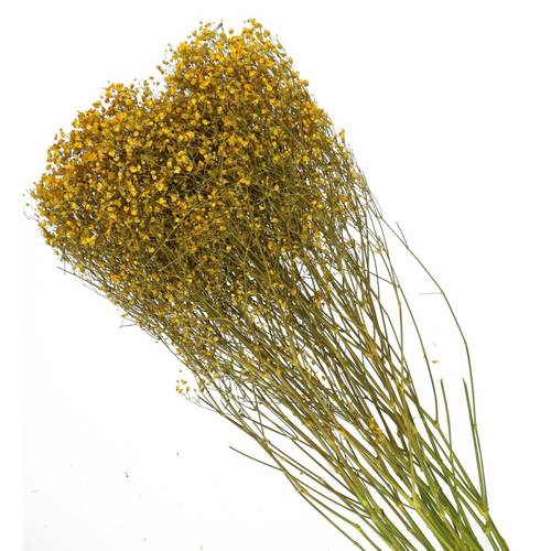 Trocken Gyps gelb L70cm 50gr