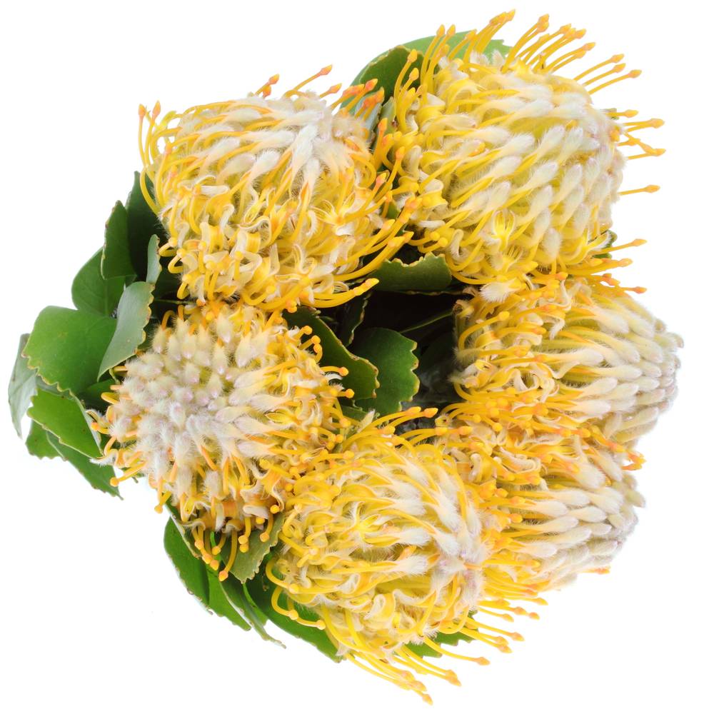 Nutans gelb Super Gold 40cm