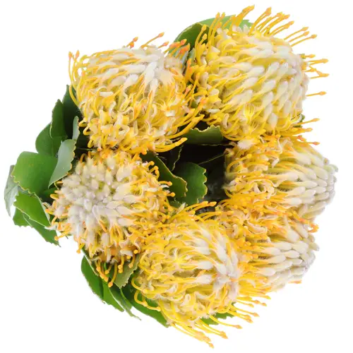 Nutans gelb Super Gold 40cm